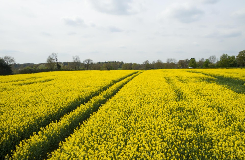 How To Do Mustard Cultivation And Disease And Management Khetivyapar