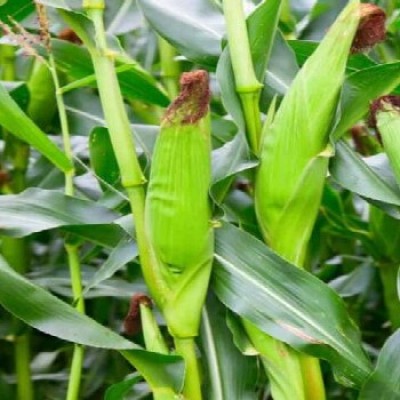 Maize