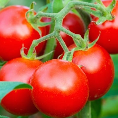 Tomato