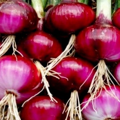 Onion