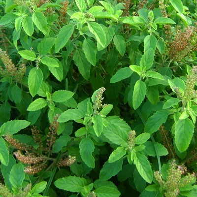 Tulsi