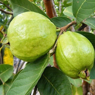 Guava