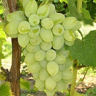 Grapes