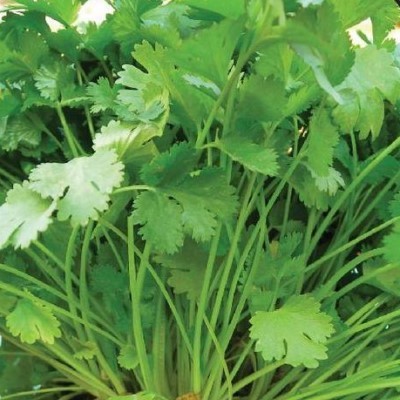 Coriander