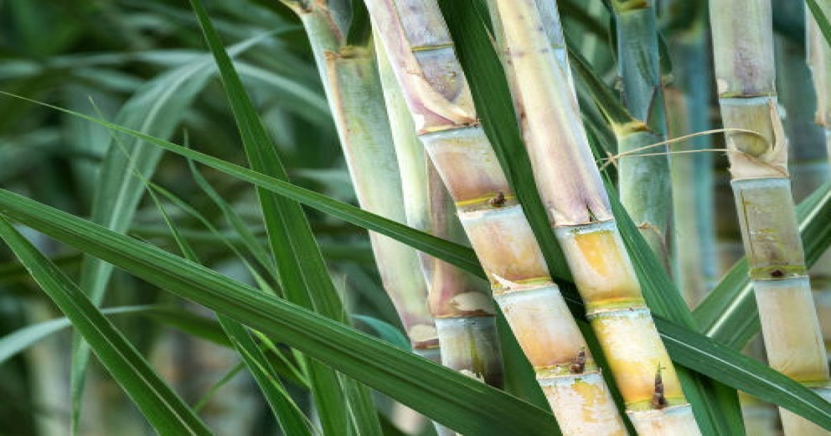Sugarcane