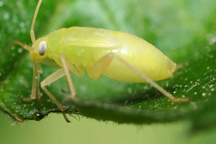 Jolaha Insect Crop Disease Prevention | KhetiVyapar