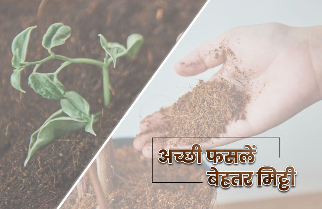 अच्छी फसलें, बेहतर मिट्टी स्वास्थ्य