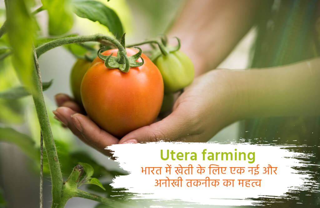 Utera farming in India
