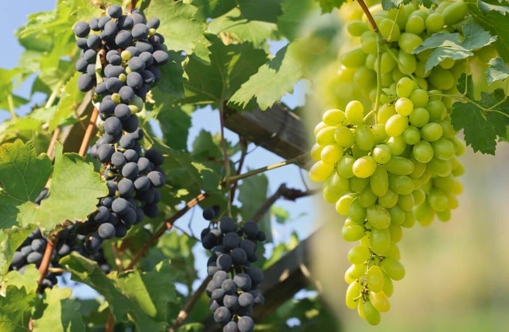 Grape Cultivation