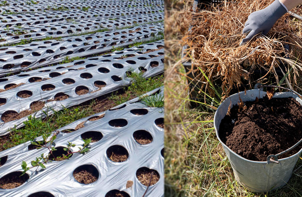 Mulching and Cover Crops Cultivation