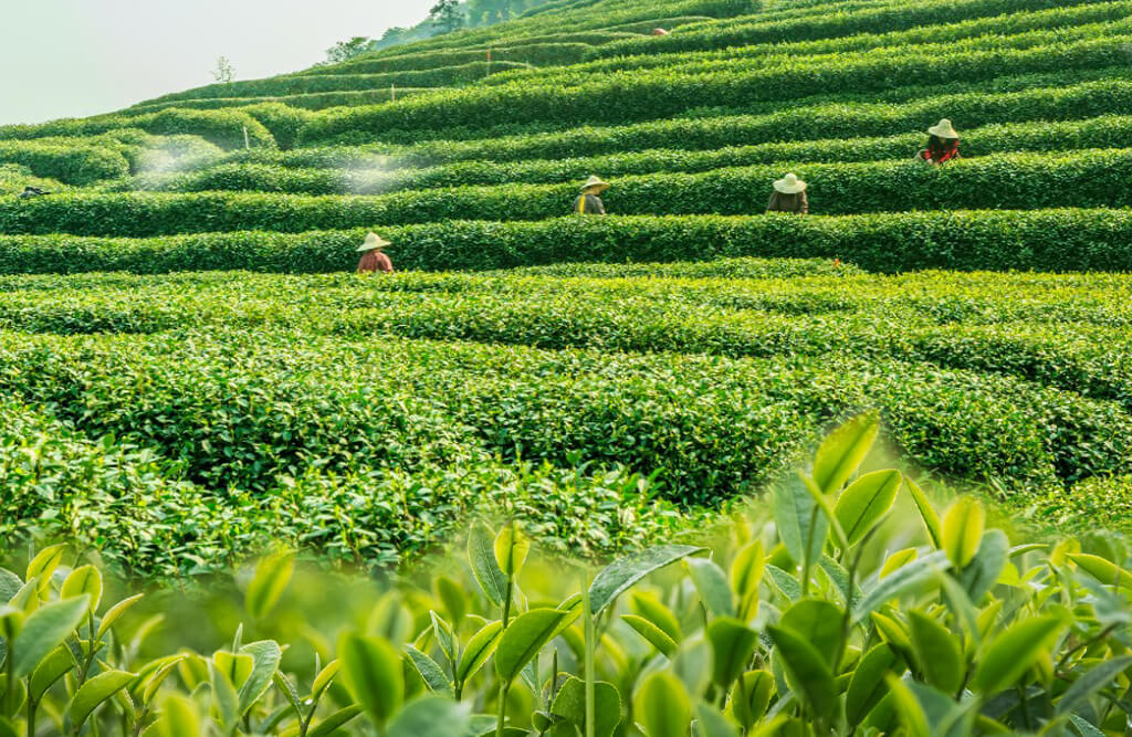 Tea Farming