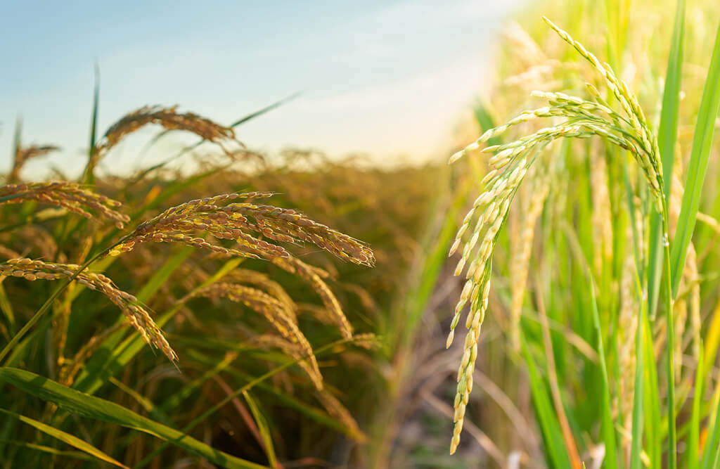 Rice Cultivation