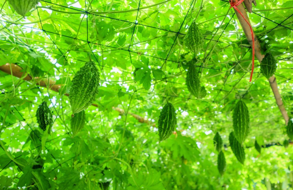 Bitter gourd