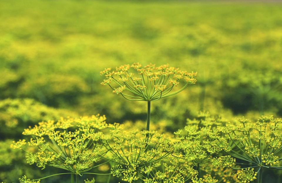 Cumin Cultivation