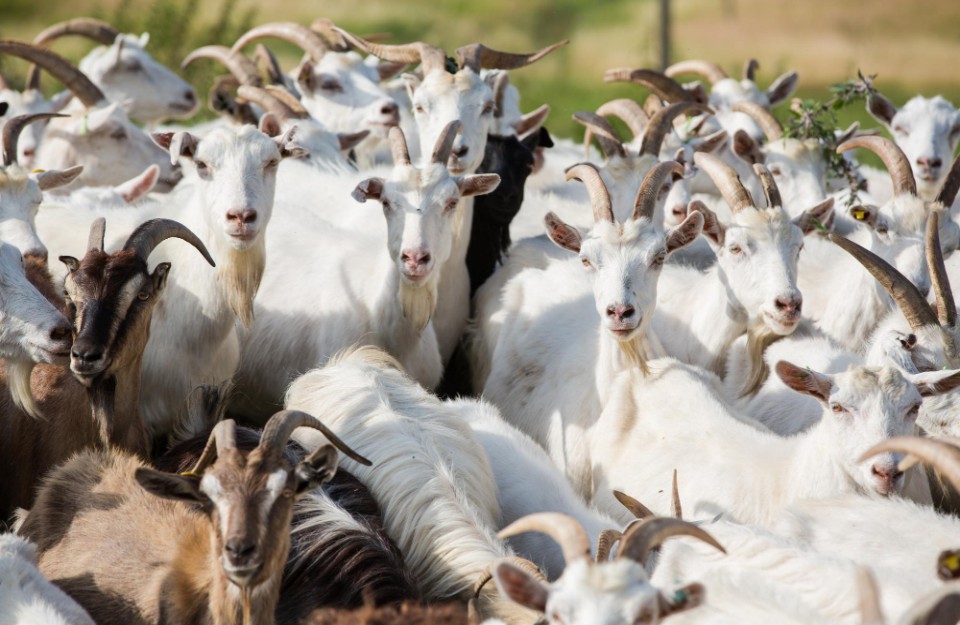 Goat Farming