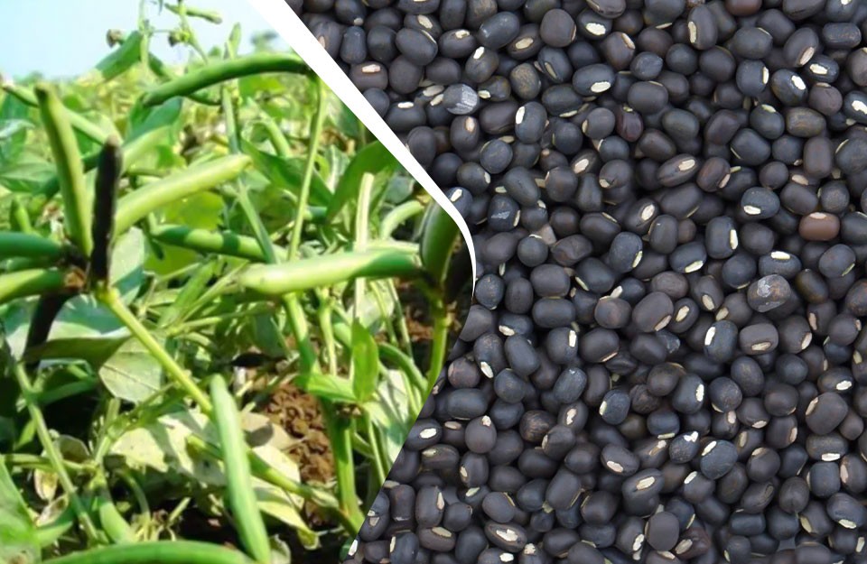 Exploring the Diversity of Urad Cultivation in India: From Varieties to Versatile Utilization