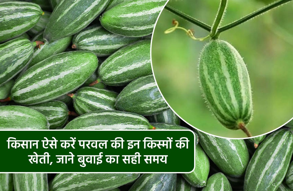 Learn the right time and method for sowing pointed gourd | KhetiVyapar
