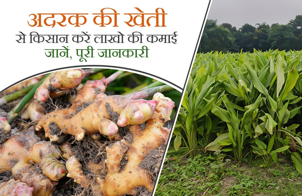 Ginger cultivation, diseases, and pest control methods | KhetiVyapar