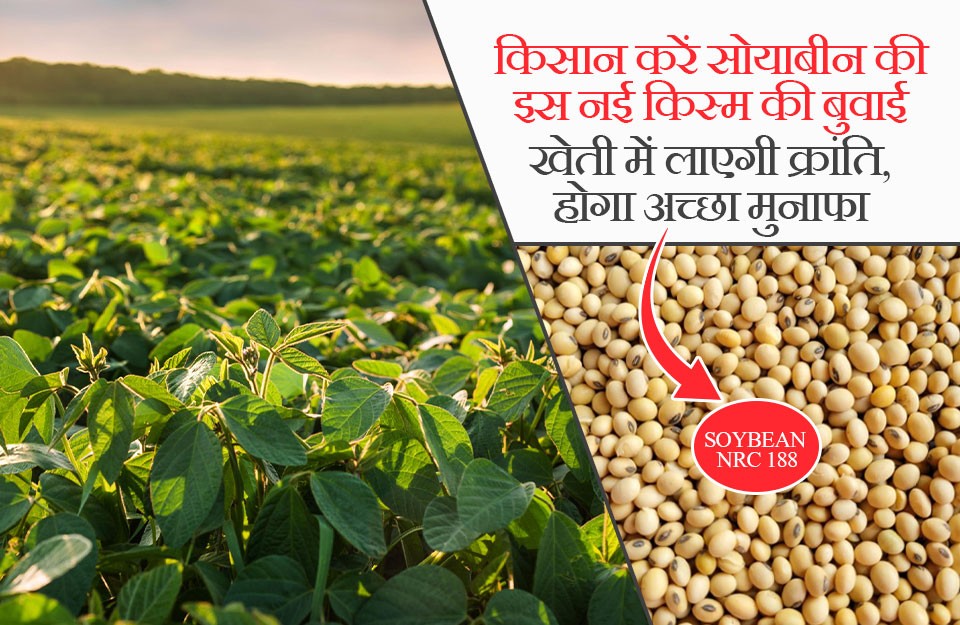 soybean cultivation, advanced varieties, sowing methods | KhetiVyapar