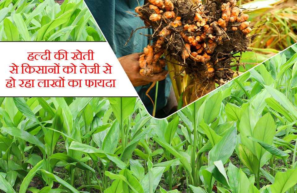 हल्दी की खेती