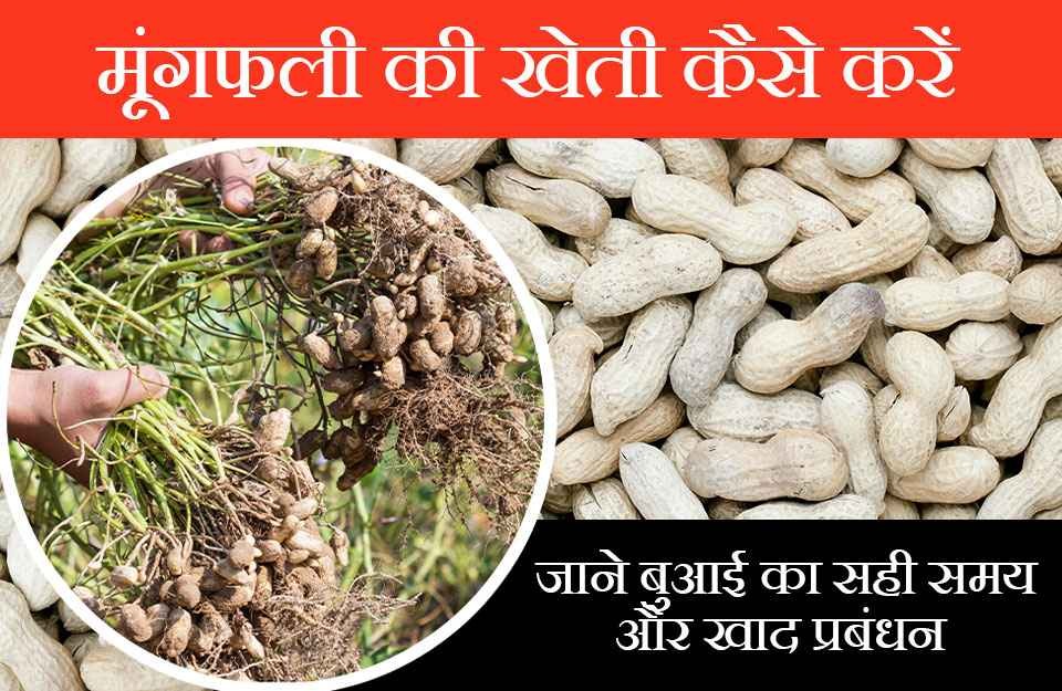 मूंगफली की खेती कैसे करें