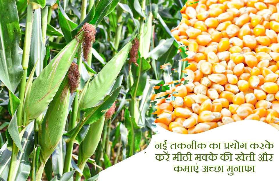 नवाचार के साथ मीठे मक्के की खेती करें और पाएं अच्छा मुनाफा। जानिए कैसे