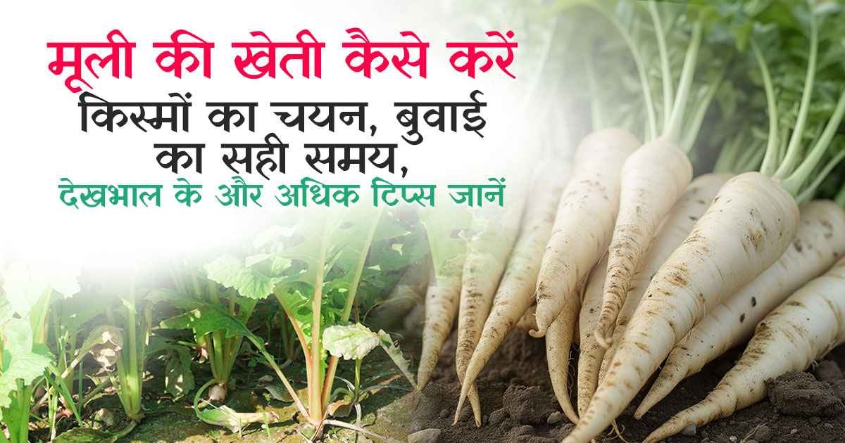 Radish Cultivation