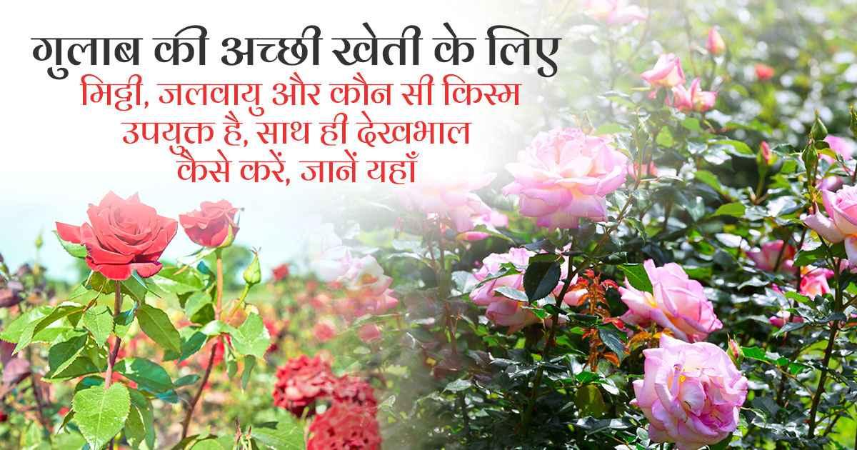 Rose Cultivation