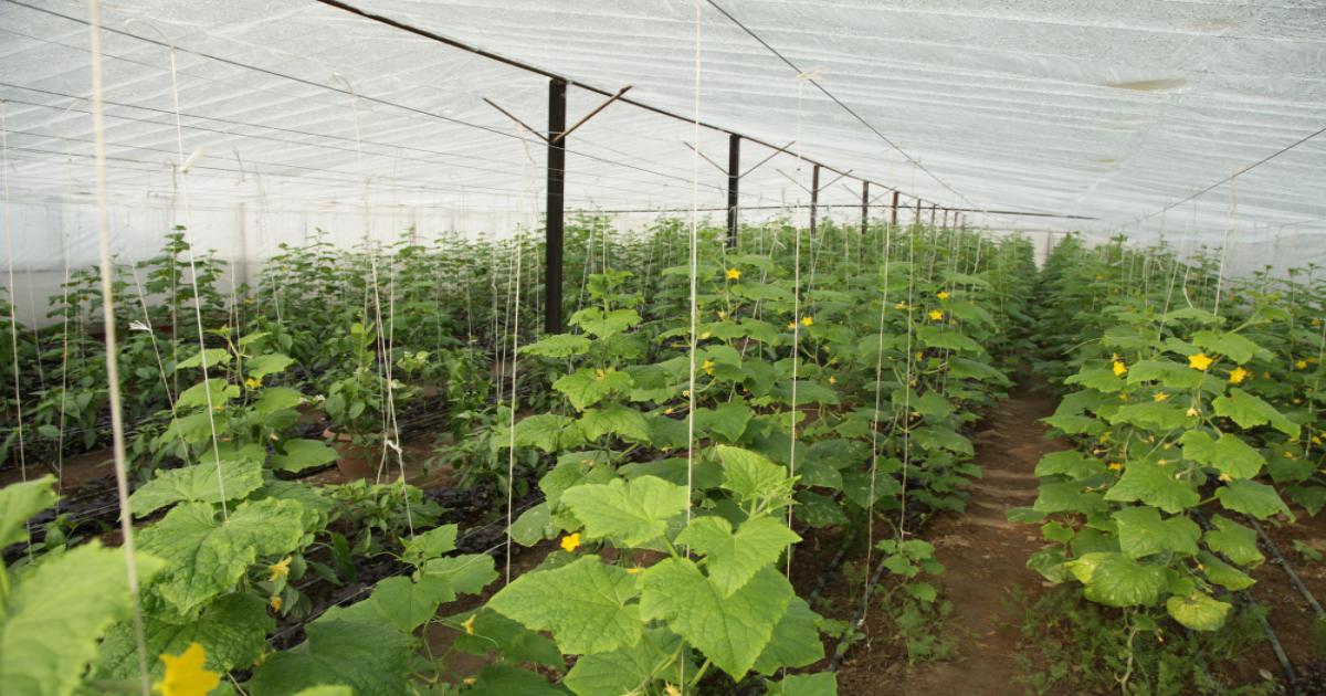 Bottle Gourd and Cucumber Farming
