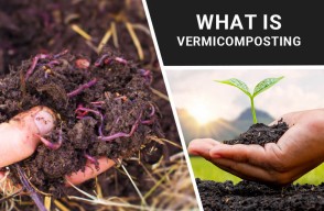 What is vermicomposting? Learn the easy method of making compost at home