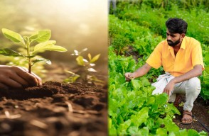 The importance and development of agroforestry in India, learn about