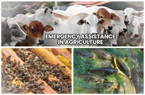 Emergency assistance in agriculture: protection measures for animals, bees, and farmed fish
