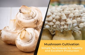 Mushroom Cultivation Simple Techniques for Healthy and Excellent Production