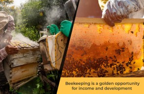 Beekeeping is a golden opportunity for income and development