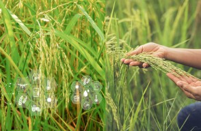 Saguna Paddy Technology: A Smart, Natural Agriculture and Sustainable Farming System