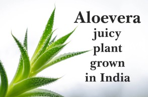Aloe vera is a juicy plant grown in India and has countless uses related to it
