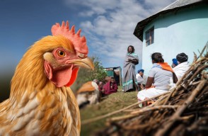 Revolutionizing poultry farming  A Source of Self-Reliance and Empowerment for Rural Communities