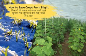 How to prevent blight and frost from spoiling farmers' crops?