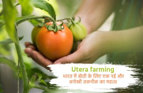 Utera farming in India Importance of farming with a new and unique technique in India