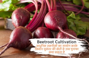 Farmers Can Earn Good Profits by Cultivating Sugar Beet in Modern Way