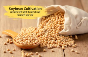 Soybean Cultivation, Get complete information About Soybean cultivation