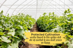How To Do Protected Cultivation of Vegetables