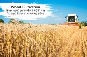 This technology will result in bumper yield of wheat; Farmers should adopt this method