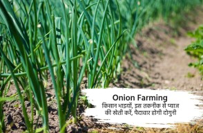 Onion Cultivation Successful Onion Production and Land Preparation for Farmers