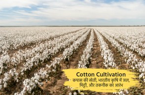 Cotton Cultivation, Commencement of Water, Soil, and Advanced Technology in Indian Agriculture