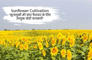 Bumper Production of Sunflower, A New Era of Self-Sustenance in Oilseed Farming