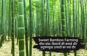 Sweet Bamboo Farming, A Profitable Venture for Farmers and a Green Solution for Products