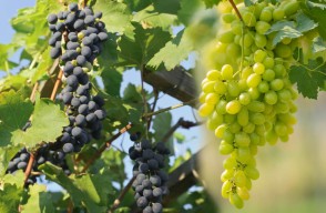 How to Do Grape Cultivation Tips in india