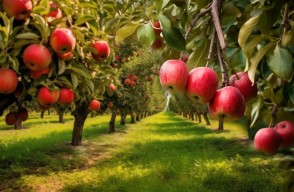 Beginning of a New era in Apple Cultivation for Indian Farmers