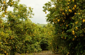 Farmers can Become Rich by Lemon Cultivating  with Lower Costs and Higher Profits